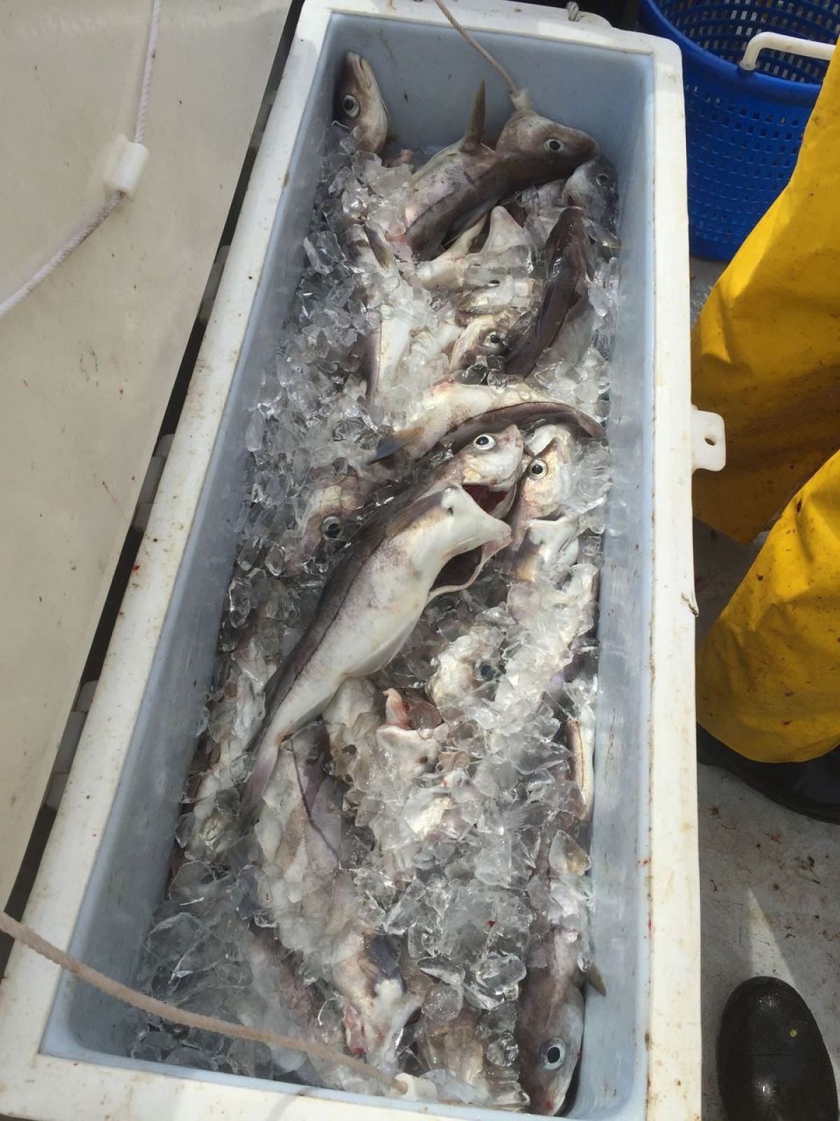 a group of fish in a box