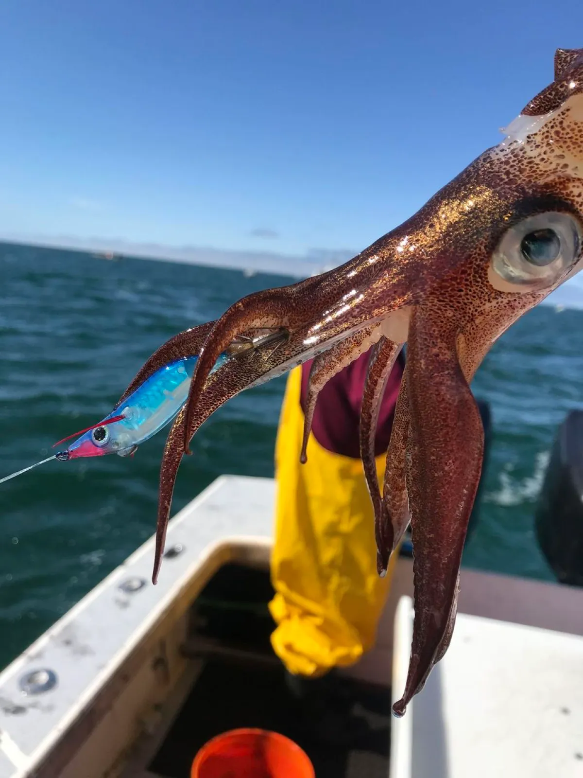 a close up of a bird