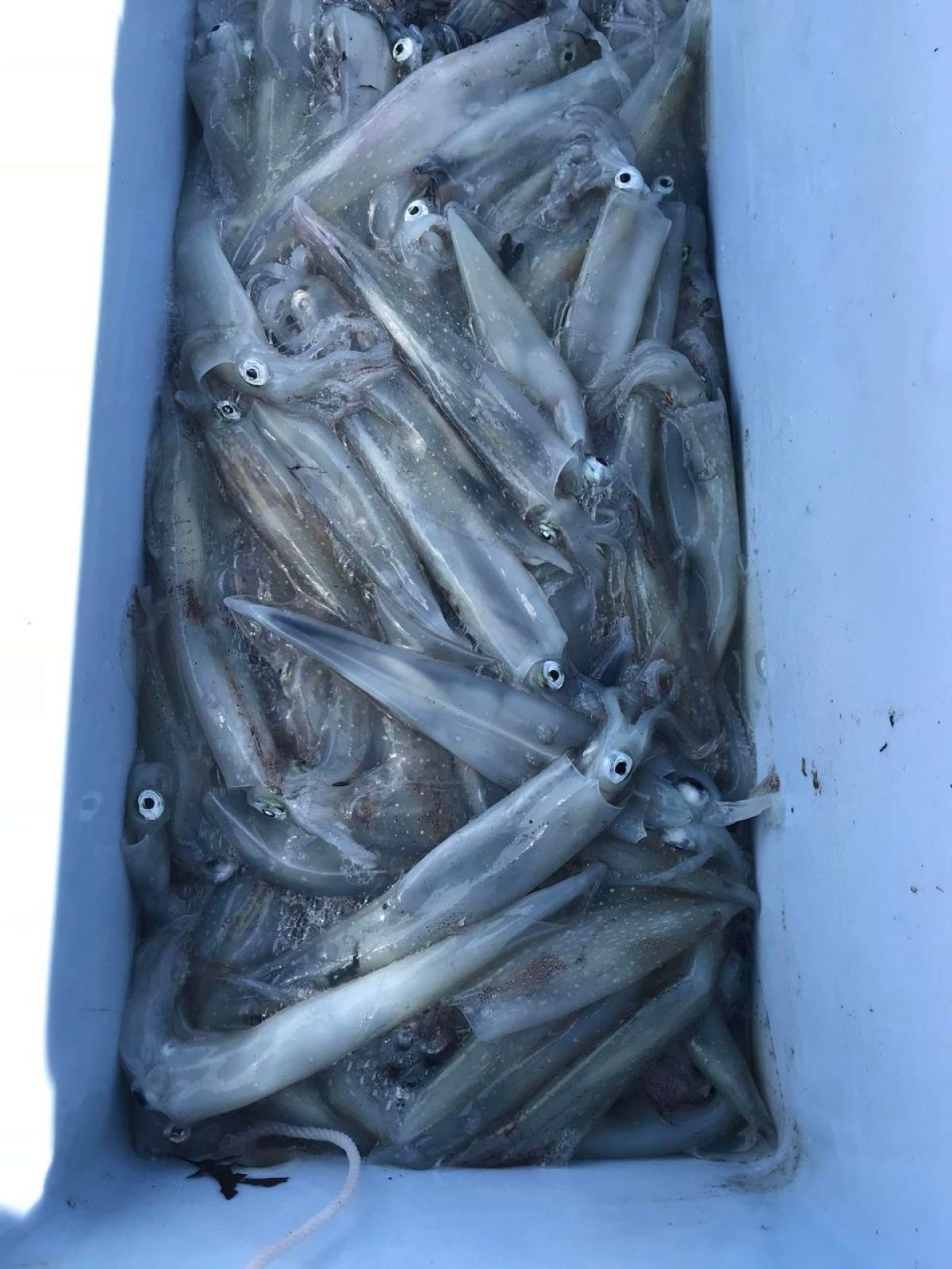 a close up of a fish